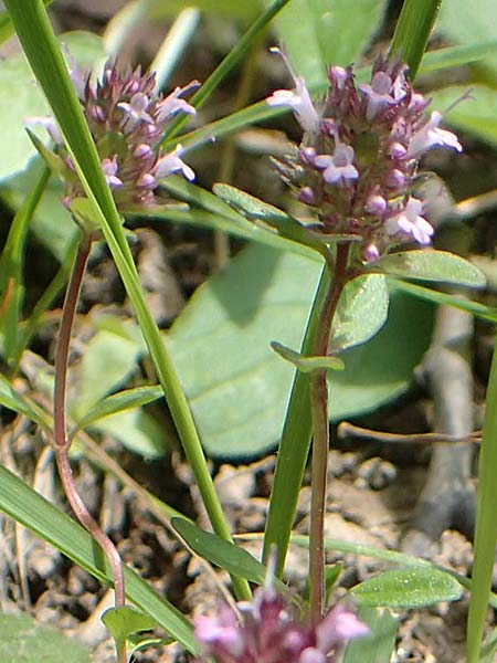 Thymus praecox \ Frhblhender Thymian, Kriech-Quendel, F Pyrenäen, Canigou 24.7.2018