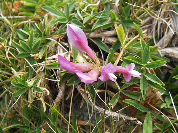 Trifolium alpinum \ Alpen-Klee / Alpine Clover, F Pyrenäen/Pyrenees, Gourette 25.8.2011