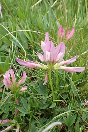 Trifolium alpinum \ Alpen-Klee, F Col de la Bonette 8.7.2016