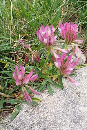 Trifolium alpinum \ Alpen-Klee, F Col de la Bonette 8.7.2016