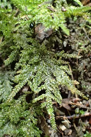 Thamnobryum alopecurum \ Echtes Bumchen-Moos / Fox-Tail Feather Moss, F Pyrenäen/Pyrenees, Gorges de la Fou 10.8.2018