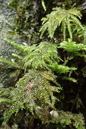 Thamnobryum alopecurum \ Echtes Bumchen-Moos, F Pyrenäen, Gorges de la Fou 10.8.2018