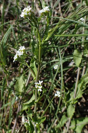 Thlaspi arvense \ Acker-Hellerkraut, Acker-Tschelkraut / Field Penny-Cress, F Saint Hubert 3.5.2023