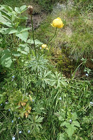 Trollius europaeus \ Trollblume / Globe Flower, F Pyrenäen/Pyrenees, Col de Mantet 28.7.2018