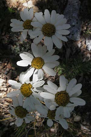 Tanacetum corymbosum \ Ebenstruige Wucherblume / Scentless Feverfew, F Rochefort-en-Valdaine 10.6.2006