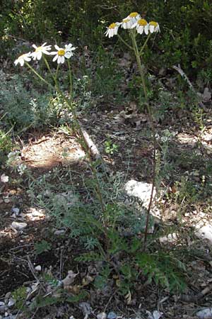 Tanacetum corymbosum \ Ebenstruige Wucherblume / Scentless Feverfew, F Rochefort-en-Valdaine 10.6.2006