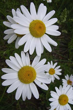 Tanacetum corymbosum \ Ebenstruige Wucherblume / Scentless Feverfew, F Pyrenäen/Pyrenees, Col de Pailhères 27.6.2008