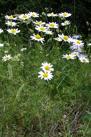 Tanacetum corymbosum \ Ebenstruige Wucherblume / Scentless Feverfew, F Pyrenäen/Pyrenees, Col de Pailhères 27.6.2008