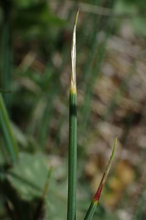 Trichophorum cespitosum subsp. cespitosum \ Gewhnliche Rasenbinse / Deer Grass, F Sisteron 4.5.2023