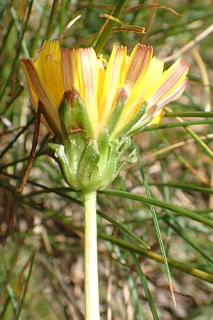 Taraxacum dissectum ? \ Schlitzblttriger Lwenzahn / Slashed Dandelion, F Pyrenäen/Pyrenees, Mont Llaret 31.7.2018