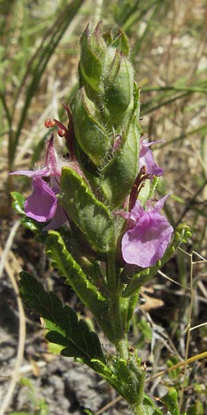 Teucrium chamaedrys / Wall Germander, F Rochefort-en-Valdaine 10.6.2006