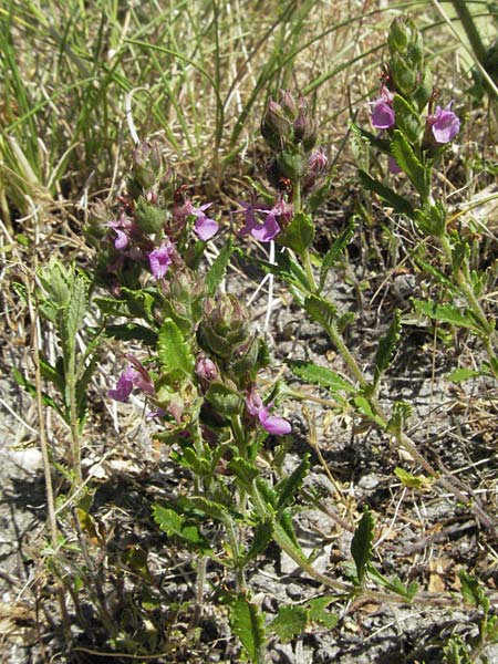 Teucrium chamaedrys \ Edel-Gamander, F Rochefort-en-Valdaine 10.6.2006