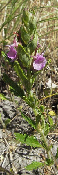 Teucrium chamaedrys / Wall Germander, F Rochefort-en-Valdaine 10.6.2006