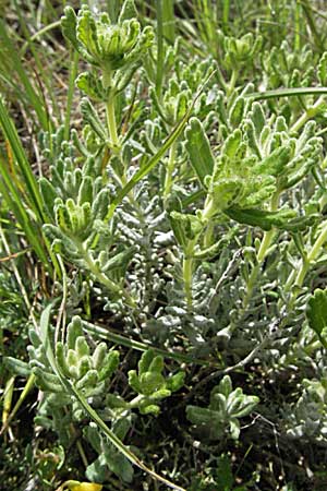 Teucrium polium \ Polei-Gamander / Penny-Royal Germander, F Causse du Larzac 15.5.2007