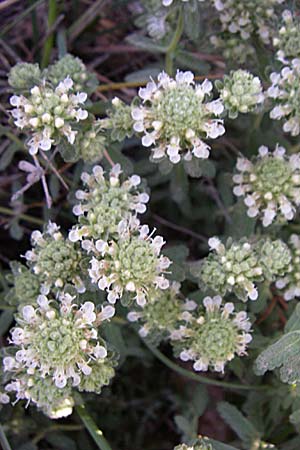 Teucrium polium \ Polei-Gamander / Penny-Royal Germander, F Greoux-les-Bains 23.6.2008