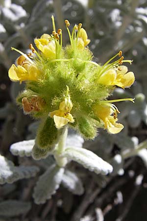 Teucrium luteum \ Gelber Gamander, F Grand Canyon du Verdon 23.6.2008