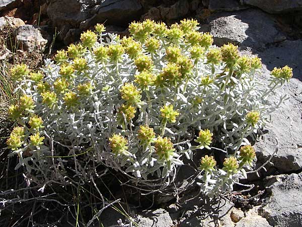 Teucrium luteum \ Gelber Gamander, F Grand Canyon du Verdon 23.6.2008