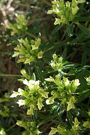 Teucrium montanum \ Berg-Gamander / Mountain Germander, F Grand Canyon du Verdon 23.6.2008