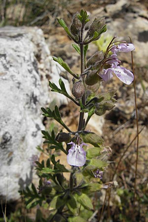 Teucrium botrys \ Trauben-Gamander / Cut-Leaved Germander, F Lac de Salagou 4.6.2009