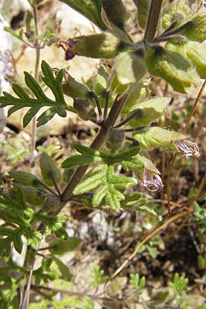 Teucrium botrys \ Trauben-Gamander, F Lac de Salagou 4.6.2009