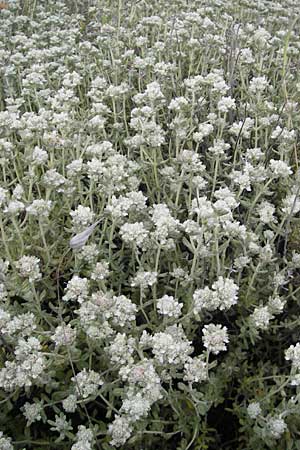 Teucrium polium \ Polei-Gamander / Penny-Royal Germander, F Sète 5.6.2009