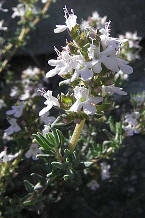 Thymus vulgaris \ Echter Thymian, F Castellane 12.5.2007