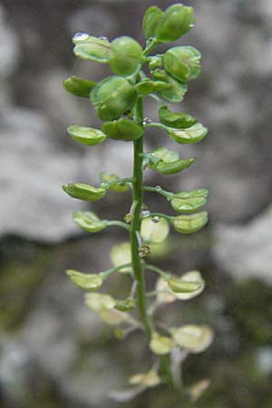 Teesdalia nudicaulis / Shepherd's Cress, F Aubenas 16.5.2007