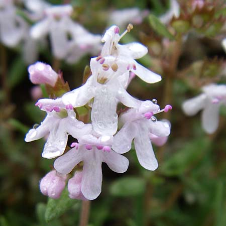 Thymus vulgaris \ Echter Thymian / Common Thyme, F Pyrenäen/Pyrenees, Querigut 27.6.2008