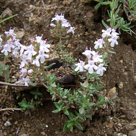 Thymus vulgaris \ Echter Thymian / Common Thyme, F Pyrenäen/Pyrenees, Querigut 27.6.2008