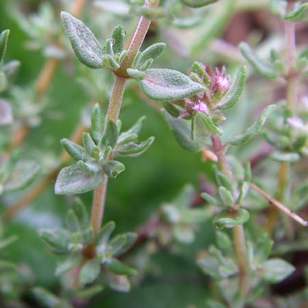 Thymus vulgaris \ Echter Thymian / Common Thyme, F Pyrenäen/Pyrenees, Querigut 27.6.2008