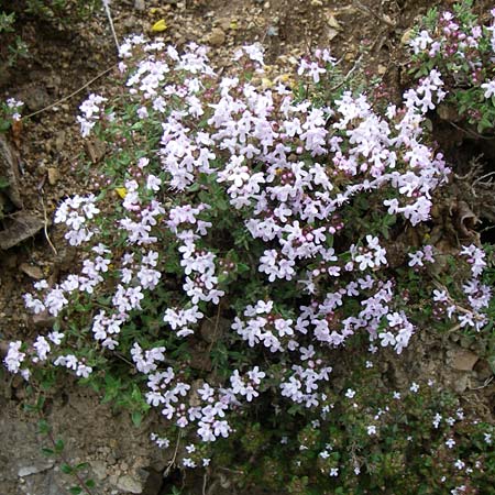 Thymus vulgaris \ Echter Thymian / Common Thyme, F Pyrenäen/Pyrenees, Querigut 27.6.2008