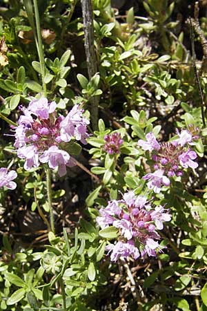 Thymus oenipontanus \ Innsbrucker Thymian, Tiroler Quendel / Innsbruck Thyme, F Le Rozier (Tarn) 28.5.2009