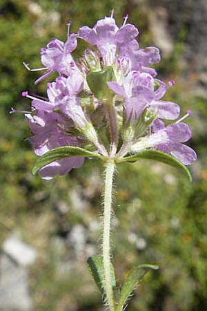 Thymus oenipontanus \ Innsbrucker Thymian, Tiroler Quendel / Innsbruck Thyme, F Le Rozier (Tarn) 28.5.2009