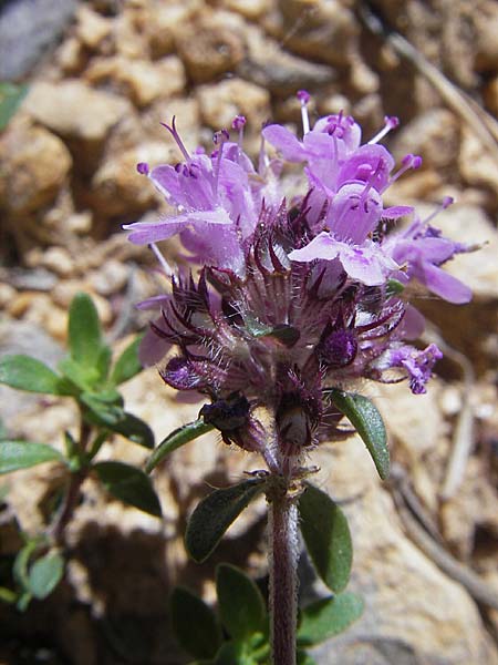 Thymus polytrichus \ Gebirgs-Thymian / Wild Thyme, F Millau 29.5.2009