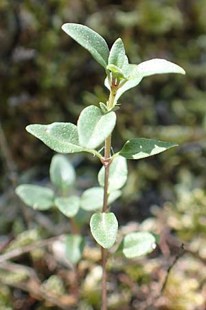 Thymus pulegioides \ Arznei-Thymian, Gemeiner Thymian, F Pyrenäen, Caranca - Schlucht 30.7.2018