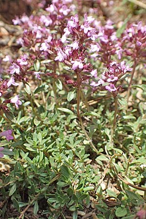 Thymus pulegioides \ Arznei-Thymian, Gemeiner Thymian / Large Thyme, F Pyrenäen/Pyrenees, Mont Llaret 31.7.2018