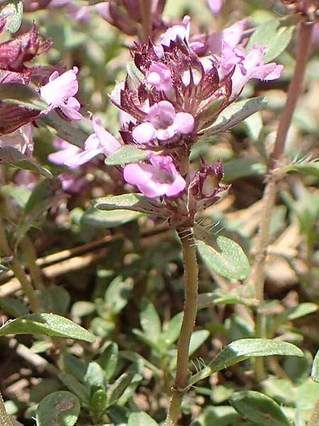 Thymus pulegioides \ Arznei-Thymian, Gemeiner Thymian / Large Thyme, F Pyrenäen/Pyrenees, Mont Llaret 31.7.2018