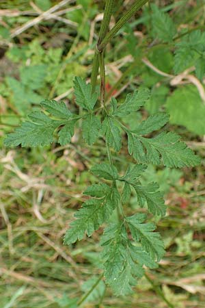 Torilis japonica \ Gewhnlicher Klettenkerbel / Upright Hedge Parsley, F Sturzelbronn 27.7.2017