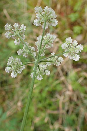 Torilis japonica \ Gewhnlicher Klettenkerbel / Upright Hedge Parsley, F Sturzelbronn 27.7.2017