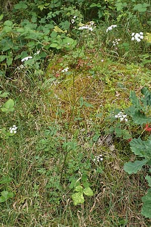 Torilis japonica \ Gewhnlicher Klettenkerbel / Upright Hedge Parsley, F Sturzelbronn 27.7.2017