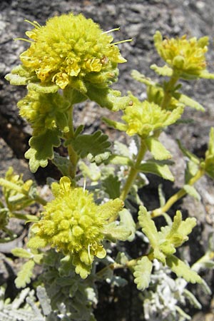 Teucrium luteum \ Gelber Gamander, F Saint-Guilhem-le-Desert 1.6.2009