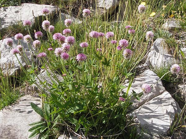 Trifolium montanum subsp. rupestre \ Felsen-Berg-Klee / Pink Mountain Clover, F Col de la Bonette 8.7.2016