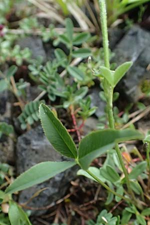 Trifolium montanum subsp. rupestre \ Felsen-Berg-Klee / Pink Mountain Clover, F Col de la Bonette 8.7.2016