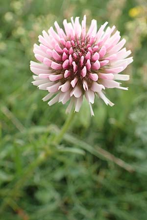 Trifolium montanum subsp. rupestre \ Felsen-Berg-Klee / Pink Mountain Clover, F Col de la Bonette 8.7.2016