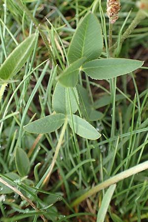 Trifolium montanum subsp. rupestre \ Felsen-Berg-Klee, F Col de la Bonette 8.7.2016