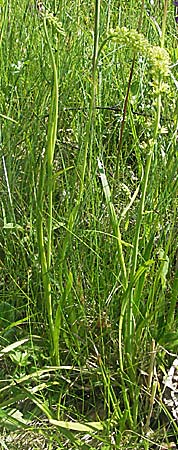 Tofieldia calyculata \ Gewöhnliche Simsenlilie / Mountain Scottish Asphodel, F Allevard 11.6.2006