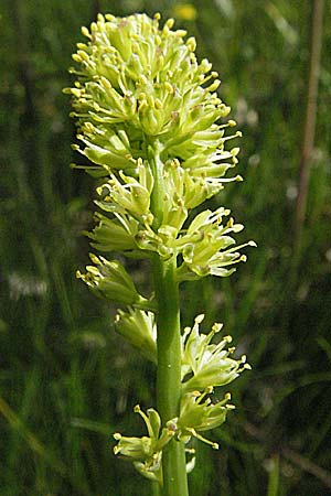 Tofieldia calyculata \ Gewöhnliche Simsenlilie / Mountain Scottish Asphodel, F Allevard 11.6.2006