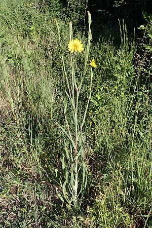 Tragopogon pratensis / Meadow Salsify, Goat's-Beard, F Camargue,  Mas-Thibert 3.5.2023