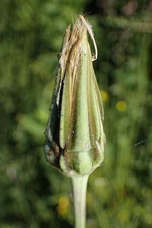 Tragopogon pratensis \ Gewhnlicher Wiesen-Bocksbart, F Camargue,  Mas-Thibert 3.5.2023