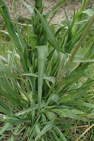 Tragopogon orientalis \ stlicher Wiesen-Bocksbart, F St. Martin-de-Crau 17.3.2024